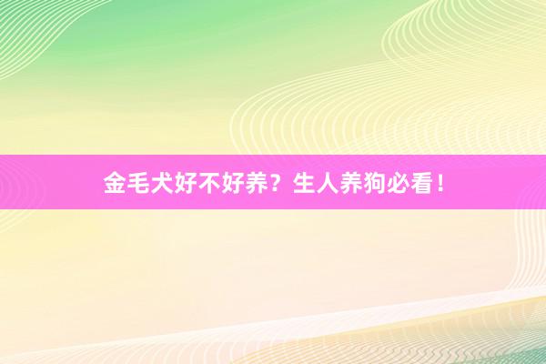 金毛犬好不好养？生人养狗必看！